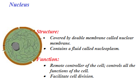 Plant Cell and Animal Cell Structure with Images @ BYJU'S