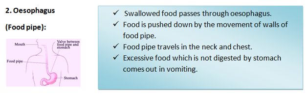 Oesophagus