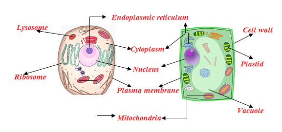 Plant Cell and Animal Cell Structure with Images @ BYJU'S