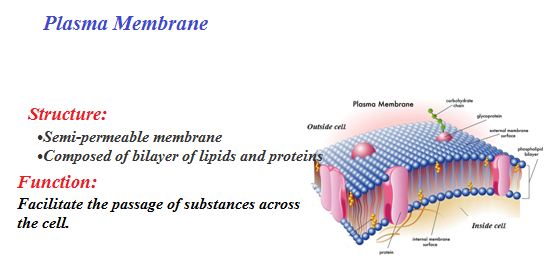 Plant Cell and Animal Cell Structure with Images @ BYJU'S