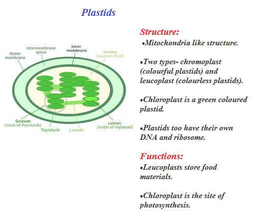 Plant Cell and Animal Cell Structure with Images @ BYJU'S