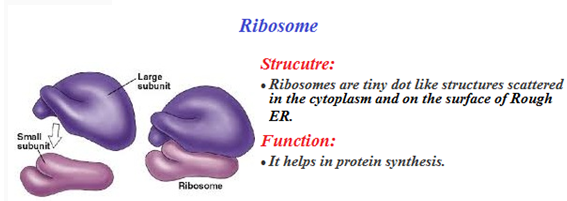 Plant Cell and Animal Cell Structure with Images @ BYJU'S