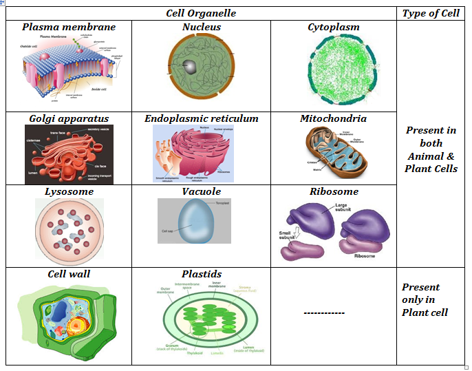 Plant Cell and Animal Cell Structure with Images @ BYJU'S