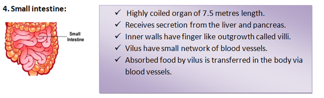 small intestine