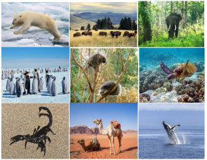 Habitat and Adaptation Habitat and Adaptation