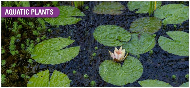 Adaptation in Aquatic Plants