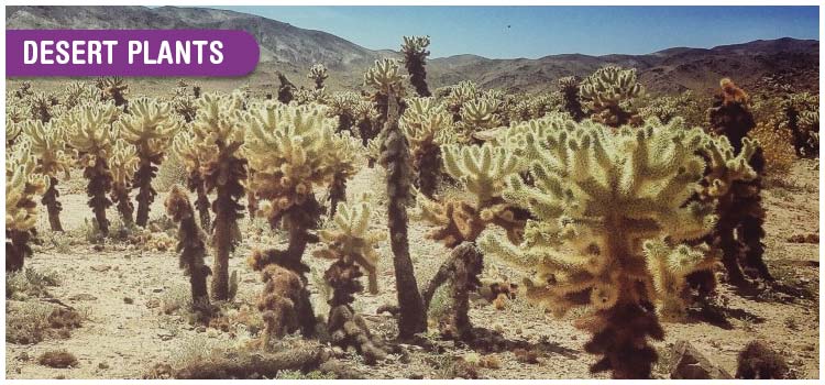 Adaptations of Plants In Deserts