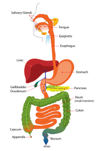 Digestive system Digestive system