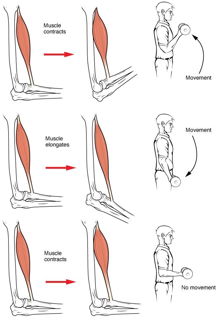 Skeleton : Muscle Movement Skeleton : Muscle Movement