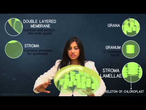 Main structural features of the chloroplasts (plastids) in