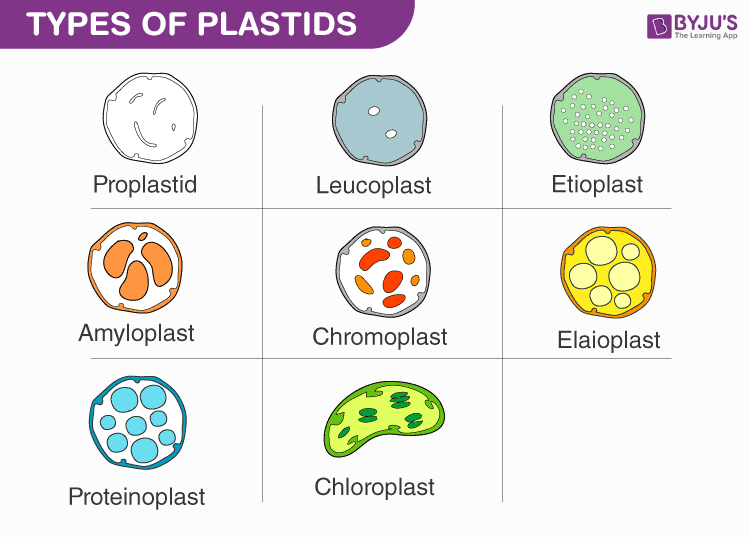 Main structural features of the chloroplasts (plastids) in different