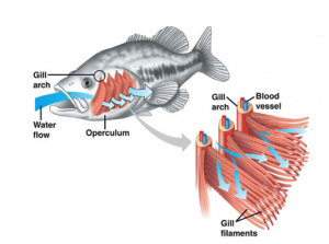 How do fish breathe?