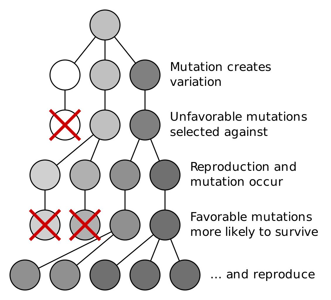 Evolution & Natural Selection - Evolution through Natural Selection