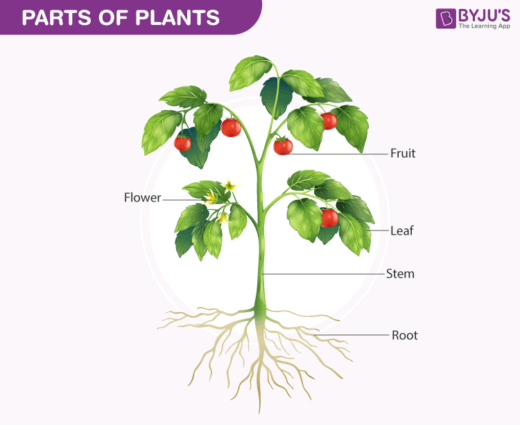 Biology Of Plants - Parts Of Plants, Diagram And Functions