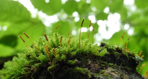 What Is Moss? The Complete Guide to Our Favorite Bryophyte