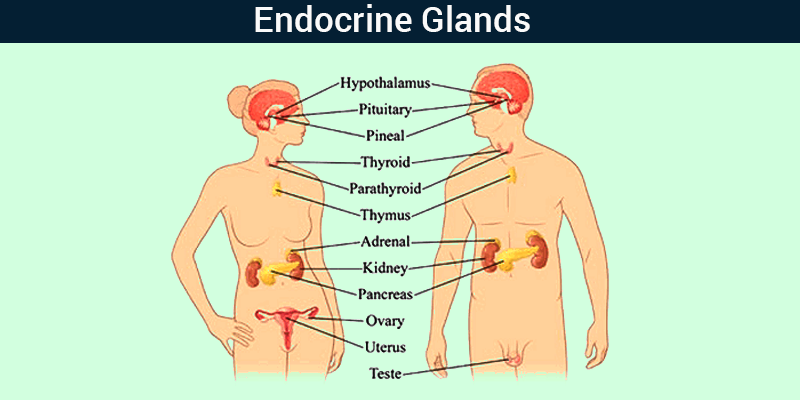 Endocrine Glands Endocrine Glands