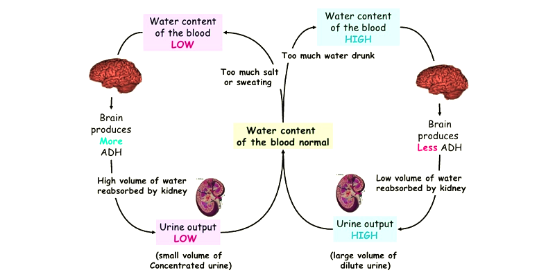 What Is Osmoregulation Osmoregulation In Different Organisms