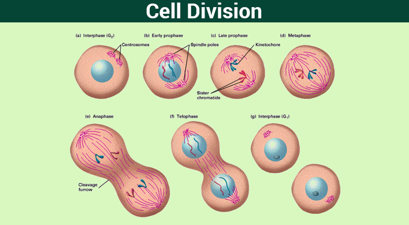 Cell Cycle Chart