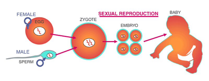 Sexual Reproduction In Humans Chart