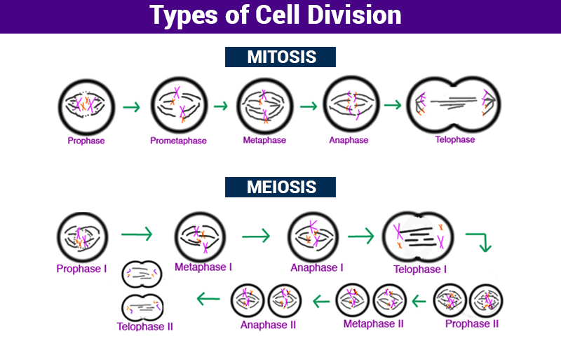 stages-of-cell-growth-and-division