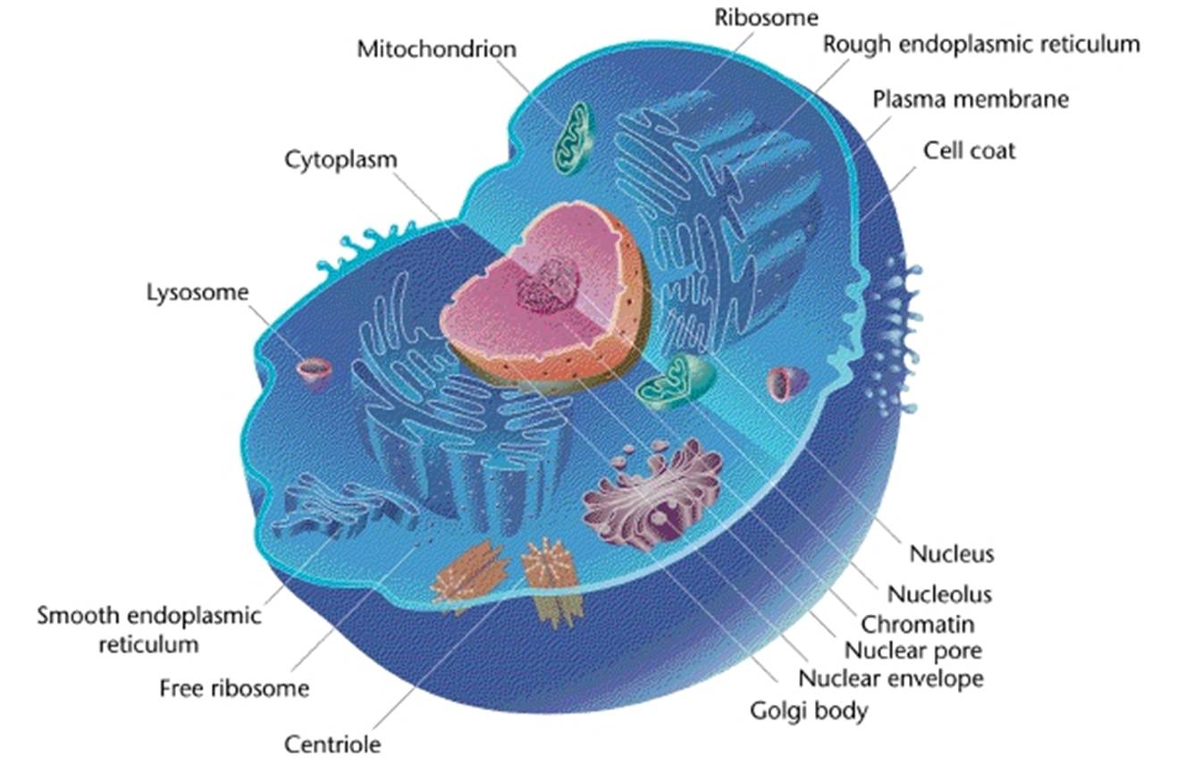 Cell Structure Cell Structure