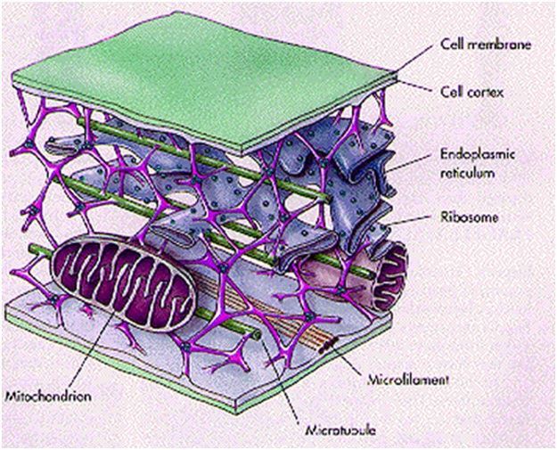 Cytoskeleton