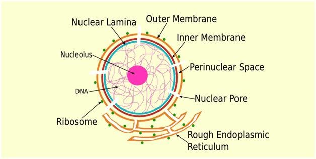 The Nucleus The Nucleus Is The Control Center Of The Cell. Royalty Free  SVG, Cliparts, Vectors, And Stock Illustration. Image 177574914.