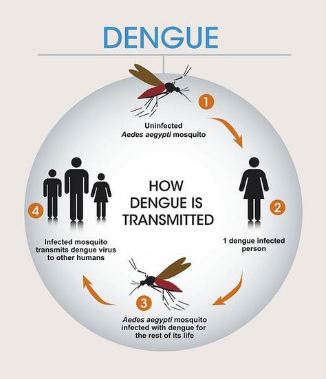 mode of transmission dengue