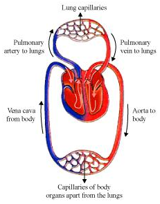 Human Circulatory System Blood Blood Vessels Heart And Lymph Human Circulatory System Blood Blood Vessels Heart And Lymph