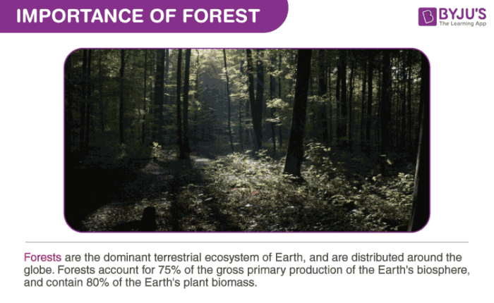 The Social Life of Forests - The New York Times