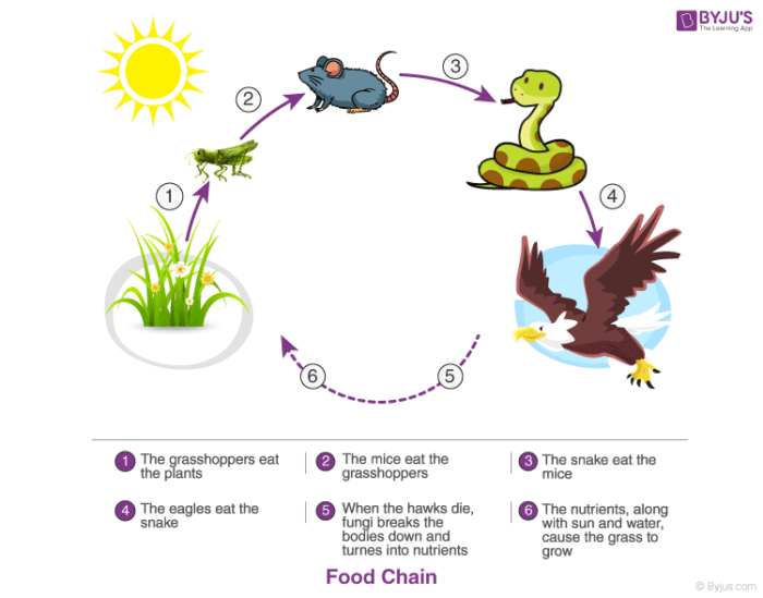 Rainforest Food Chain - Understanding the Balance of Life - Green Living  Answers