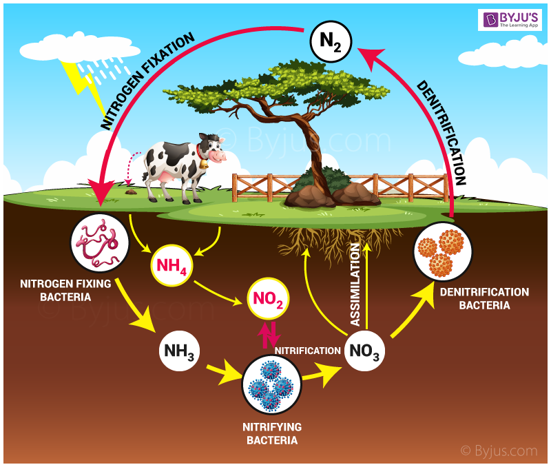 What Is Nitrogen Cycle In Chemistry