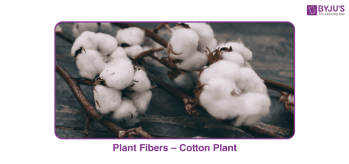 Organic Cotton, plant Fibers