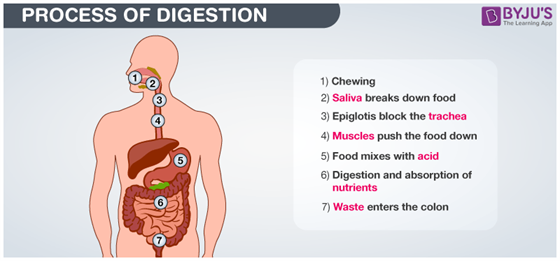 Process of Digestion