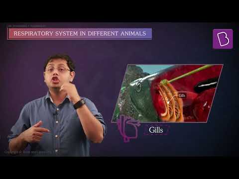 Animal Respiration: Gill Breathing