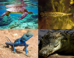 Vertebrata Phylum Chordata Vertebrata Phylum Chordata