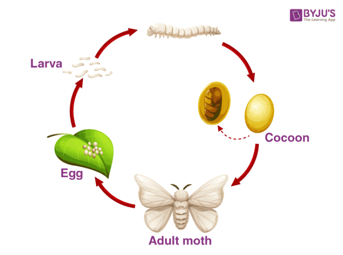 Silkworm The Life Cycle of Silkworm Processing of Silk