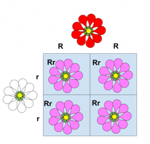 Incomplete Dominance Concept Of Dominance And Co Dominance