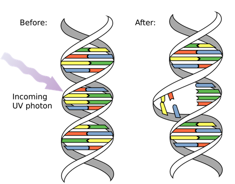 dna mutation