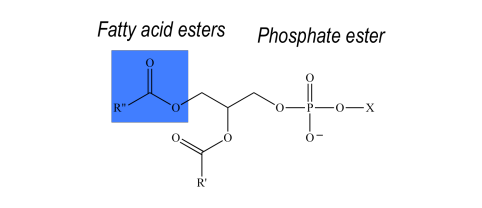 simple structure of lipids