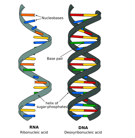 DNA Structure and the Polynucleotide Molecule - An Overview