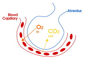 oxygen transport