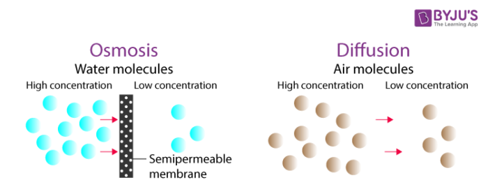 osmosis examples for kids