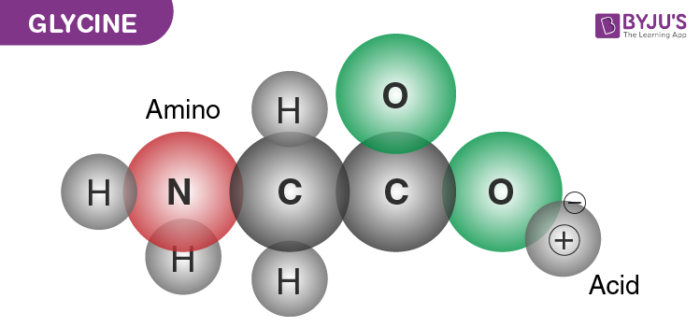 Answered: Molecule Amino Acid (Glycine R=H)… | bartleby