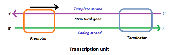 what-is-transcription-stages-of-transcription-rna-polymerase