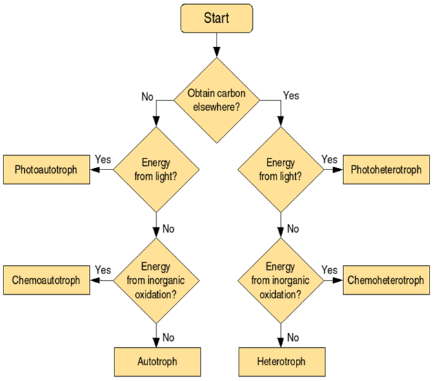 Autotrophic Bacteria - Chart on type of Nutrition 