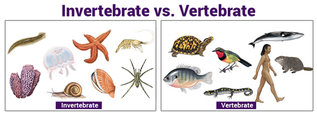 Differences Between Invertebrates And Vertebrates