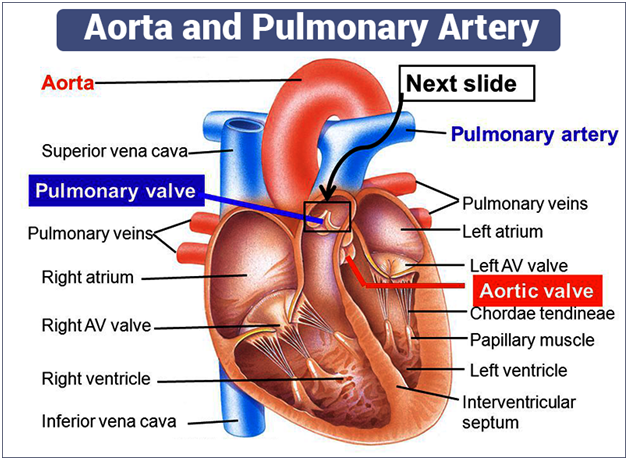 Aorta Definition Biology