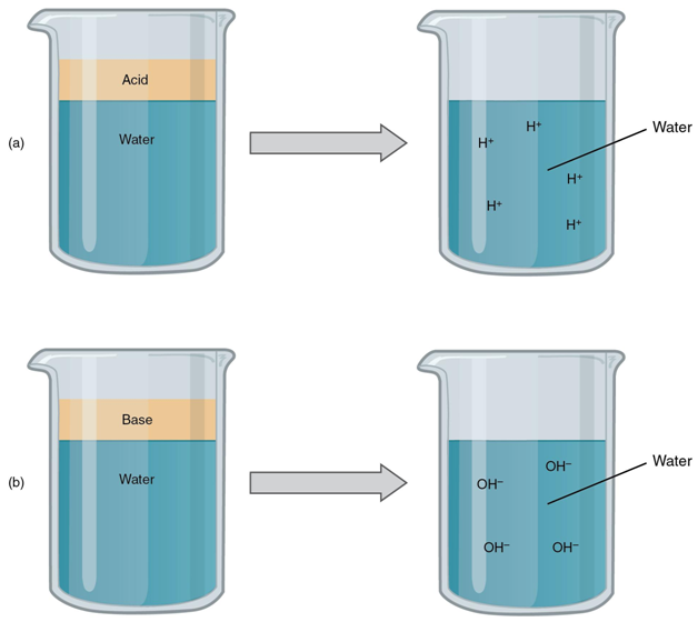 Red cabbage Indicator Chemistry Projects