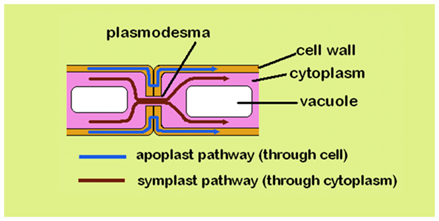 Apoplast - An Overview and Difference Between Apoplast and Symplast